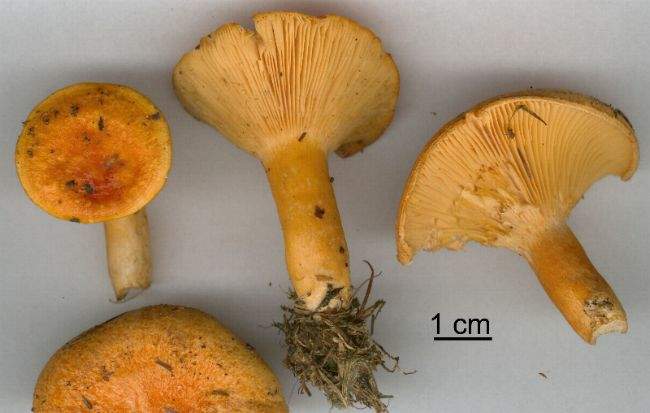 Lactarius porninsis